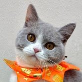 ブリティッシュショートヘア