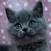 ブリティッシュショートヘア