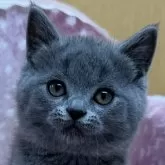 ブリティッシュショートヘア【大阪府・男の子・2025年2月25日・ブルー】の写真1「モコモコくん😻」