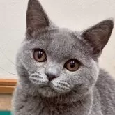 ブリティッシュショートヘア
