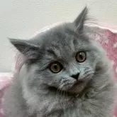 ブリティッシュショートヘア