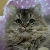 ブリティッシュショートヘア【大阪府・男の子・2024年8月23日・シェーデッドゴールデン(ロング)】の写真1「ふわふわロングヘア😻めちゃかわ💕」