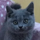 ブリティッシュショートヘア