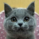 ブリティッシュショートヘア