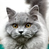 ブリティッシュショートヘア