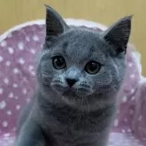 ブリティッシュショートヘア【大阪府・男の子・2025年2月25日・ブルー】の写真2「むちむちくん」