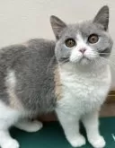 ブリティッシュショートヘア【大阪府・女の子・2025年4月11日・ダイリュートキャリコ】の写真8