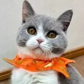 ブリティッシュショートヘア【大阪府・女の子・2025年4月11日・ダイリュートキャリコ】の写真3