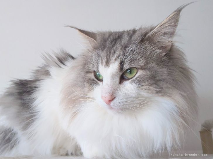 谷口　義己(たにぐち　よしみ)ブリーダー(北海道・ノルウェージャンフォレストキャット・国内キャットクラブ登録)の紹介写真1