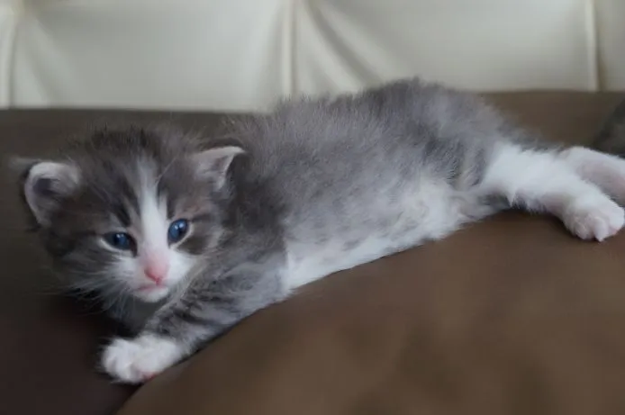 ID：1506-00296の子猫