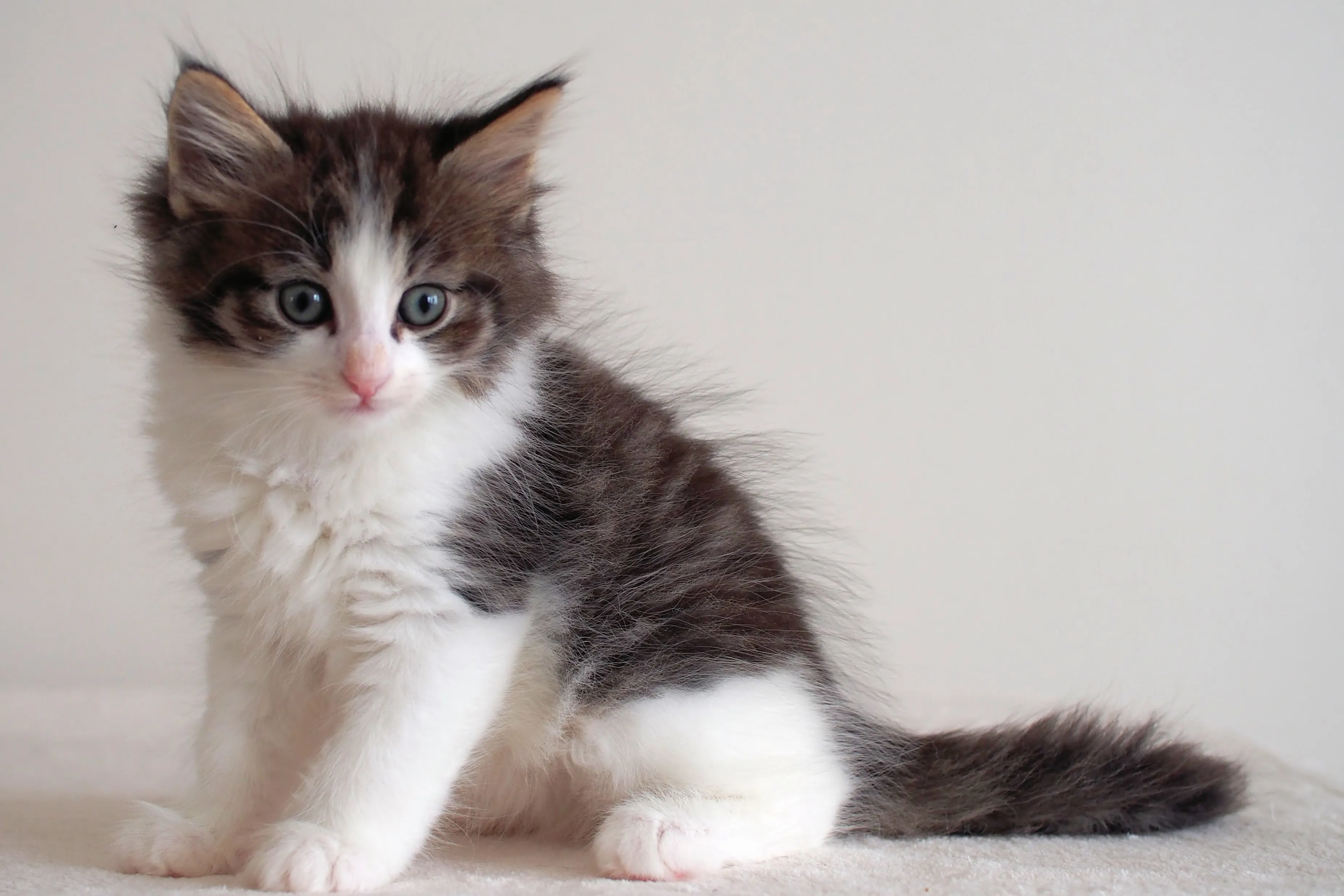 ID：1605-00805の子猫