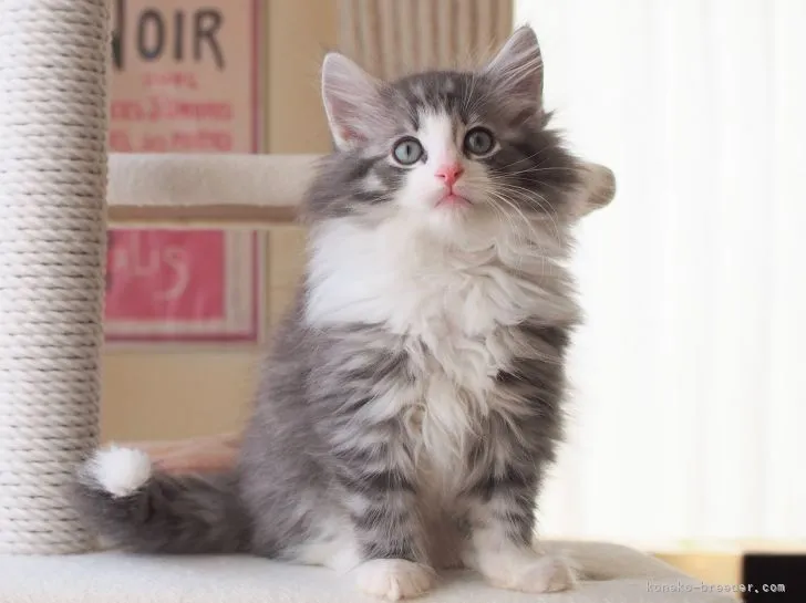 Ｉ.S 様のお迎えした子猫