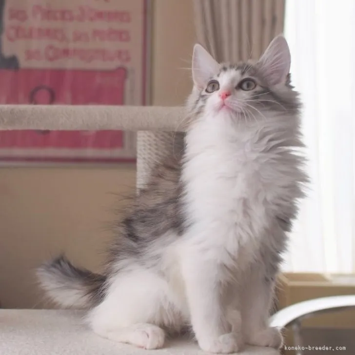 M.Ｉ 様のお迎えした子猫