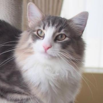 ノルウェージャンフォレストキャット【北海道・男の子・2022年4月14日・ブルーマッカレルタビーアンドホワイト（長毛）】の写真「綺麗なハチワレのシンメトリーな男の子です。」