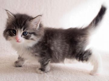 ノルウェージャンフォレストキャット【北海道・男の子・2017年1月3日・ブルーシルバーマッカレルタビーアンドホワイト（長毛）】の写真「綺麗なハチワレの男の子です。」