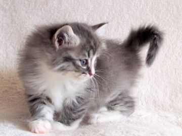 ノルウェージャンフォレストキャット【北海道・女の子・2017年1月3日・ブルーシルバーマッカレルタビーアンドホワイト（長毛）】の写真「目鼻立ちの整った綺麗なお顔の女の子です。」