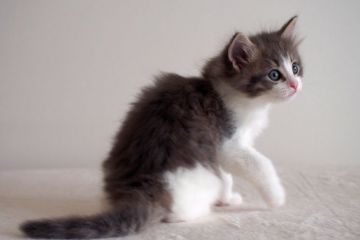 ノルウェージャンフォレストキャット【北海道・男の子・2016年4月5日・ブルーマッカレルタビーアンドホワイト（長毛）】の写真「青色の可愛い男の子です。」