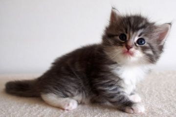 ノルウェージャンフォレストキャット【北海道・男の子・2016年2月22日・ブルーマッカレルタビーアンドホワイト（長毛）】の写真「猫の日生まれの可愛らしい男の子です。」