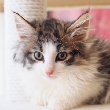 ノルウェージャンフォレストキャット【北海道・男の子・2022年8月17日・ブラウンマッカレルタビーアンドホワイト（長毛）】の写真「大変綺麗なお顔の元気な男の子です」