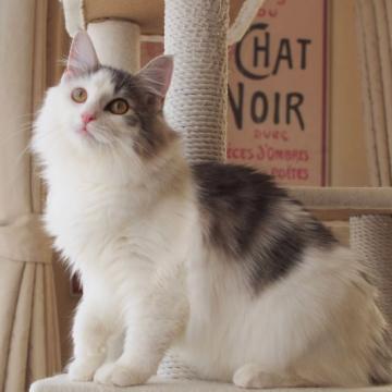 ノルウェージャンフォレストキャット【北海道・女の子・2022年3月6日・ブルークラシックタビーアンドホワイト（長毛）】の写真「綺麗なハチワレのアシンメトリーな女の子」