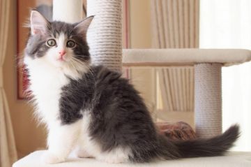 ノルウェージャンフォレストキャット【北海道・男の子・2021年8月7日・ブルークラシックタビーアンドホワイト（長毛）】の写真「しっかりした顔立ちのくりくりしたおめめの男の子」