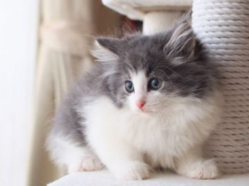 ノルウェージャンフォレストキャット【北海道・男の子・2021年8月7日・ブルークラシックタビーアンドホワイト（長毛）】の写真「M字のハチワレが特徴的なもふもふな男の子」