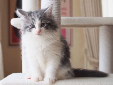 ノルウェージャンフォレストキャット【北海道・男の子・2021年8月7日・ブルークラシックタビーアンドホワイト（長毛）】の写真「キリリとした目鼻立ちのもふもふな男の子」