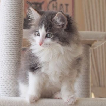 ノルウェージャンフォレストキャット【北海道・男の子・2022年2月12日・ブルーマッカレルタビーアンドホワイト（長毛）】の写真「シンメトリーの綺麗なお顔の男の子です」