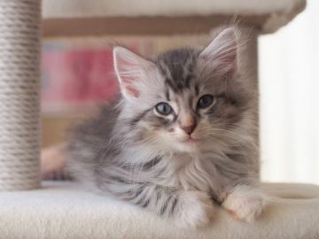 ノルウェージャンフォレストキャット【北海道・男の子・2021年8月27日・ブルーマッカレルタビーアンドホワイト（長毛）】の写真「アシンメトリーな綺麗な被り柄の男の子」