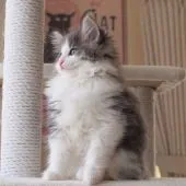 ノルウェージャンフォレストキャット【北海道・男の子・2022年2月12日・ブルーマッカレルタビーアンドホワイト】の写真2「4/24撮影」