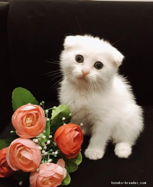 ID：2101-00350の子猫