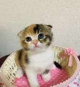 スコティッシュフォールド(折れ耳)【広島県・女の子・2021年3月13日・キャリコ】の写真1