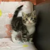 スコティッシュフォールド(立ち耳)【広島県・男の子・2022年6月1日・ブラウンタビー】の写真1