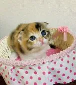 スコティッシュフォールド(折れ耳)【広島県・女の子・2021年3月13日・キャリコ】の写真2