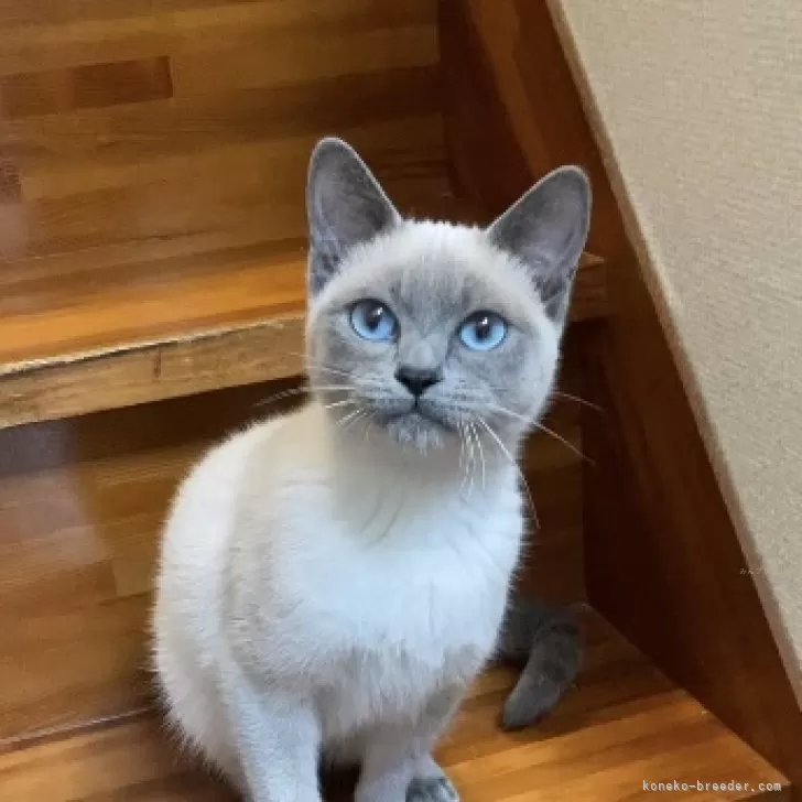 ID：2409-01266の子猫