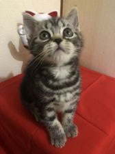 アメリカンショートヘア【・女の子・2019年4月5日・シルバーパッチ】