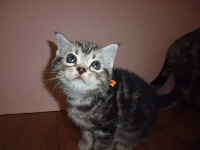 ID：1402-00043の子猫