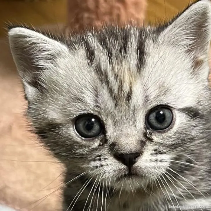 ID：2210-01012の子猫