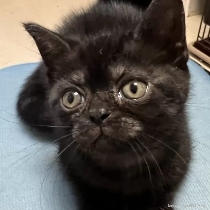 ID：2406-03320の子猫