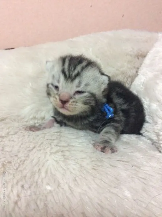 ID：1510-00492の子猫