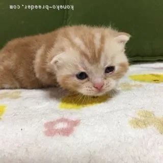 ID：1605-00390の子猫