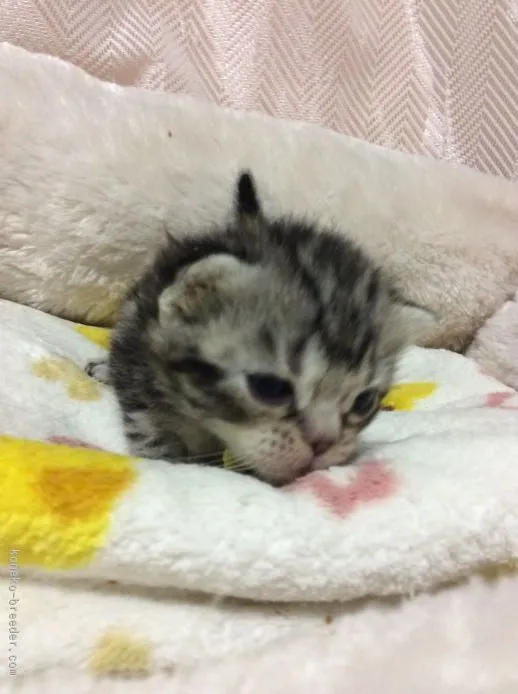 ID：1511-00419の子猫