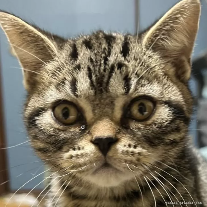 nonnon 様のお迎えした子猫