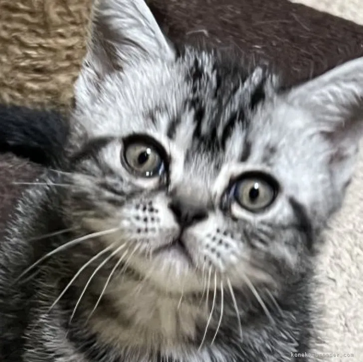 ID：2311-00972の子猫