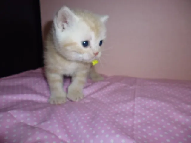 ID：1402-00131の子猫