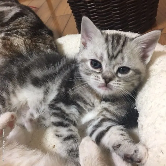 ID：1704-00535の子猫