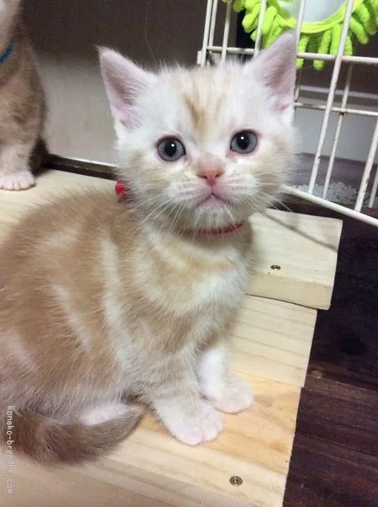 ID：1512-00264の子猫