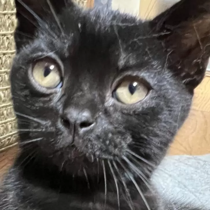 ID：2406-03321の子猫