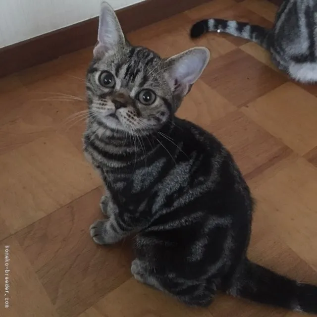 ID：1609-00186の子猫