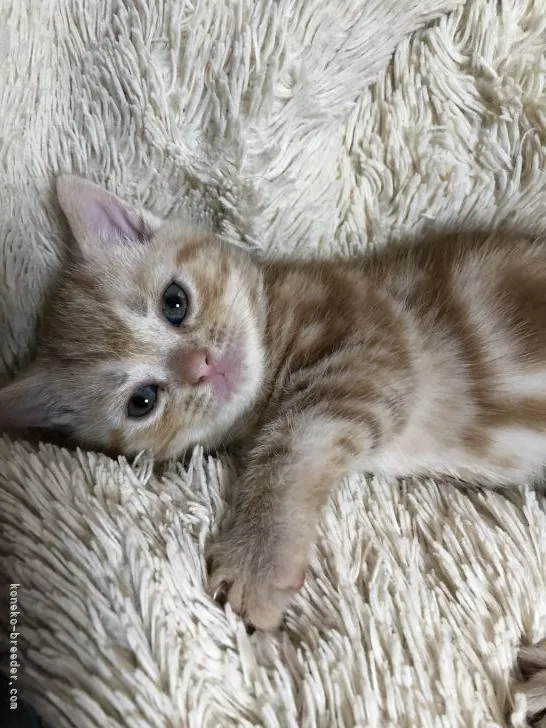 ID：2205-00719の子猫